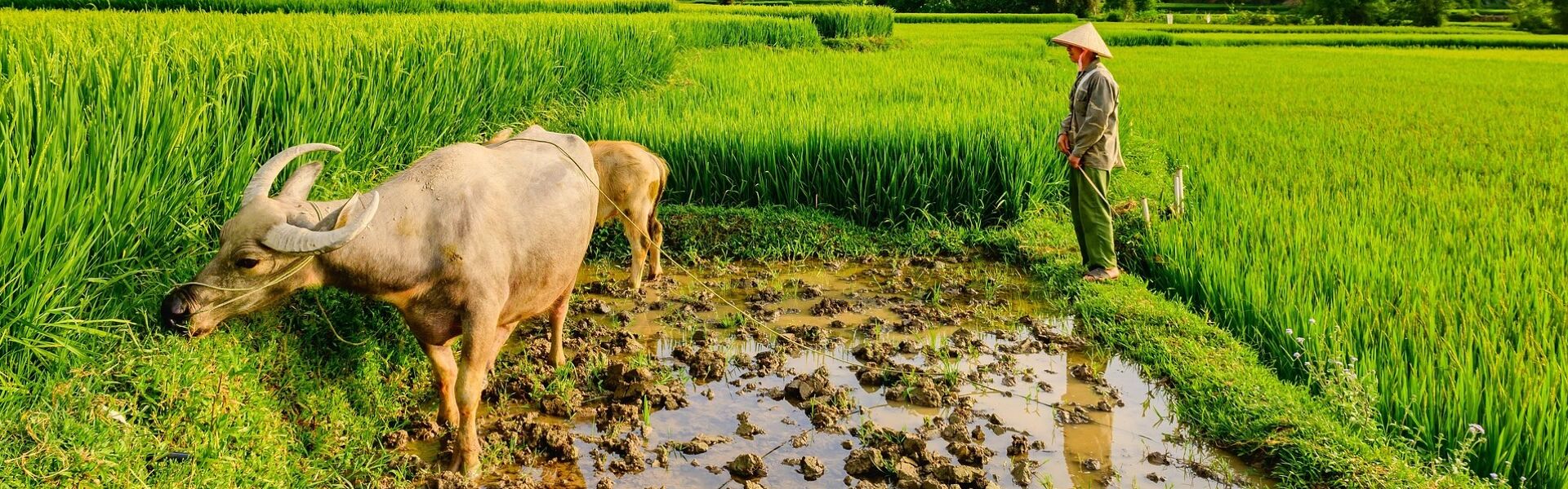 Muang Xay Rice-fields and Buff